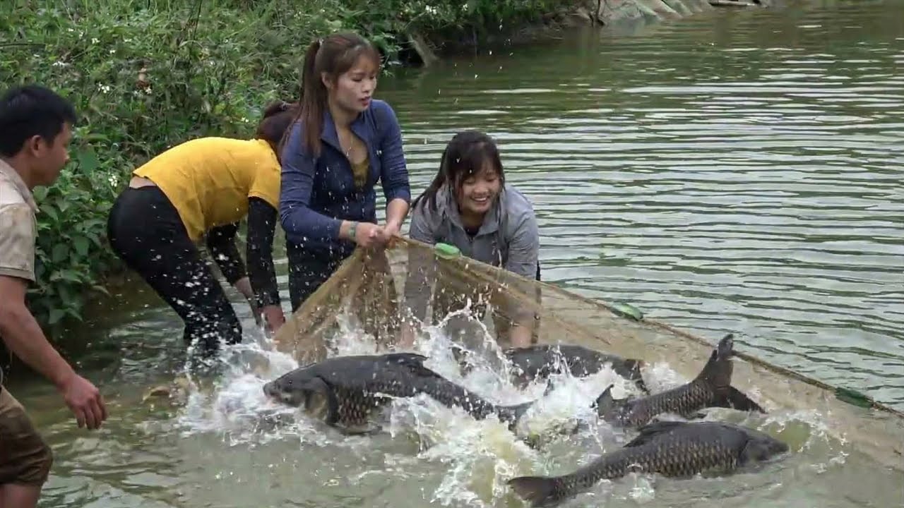 Memanen Ikan Berton-ton | Menangkap Ikan dari Kolam Menggunakan Jaring & Membawanya ke Pasar