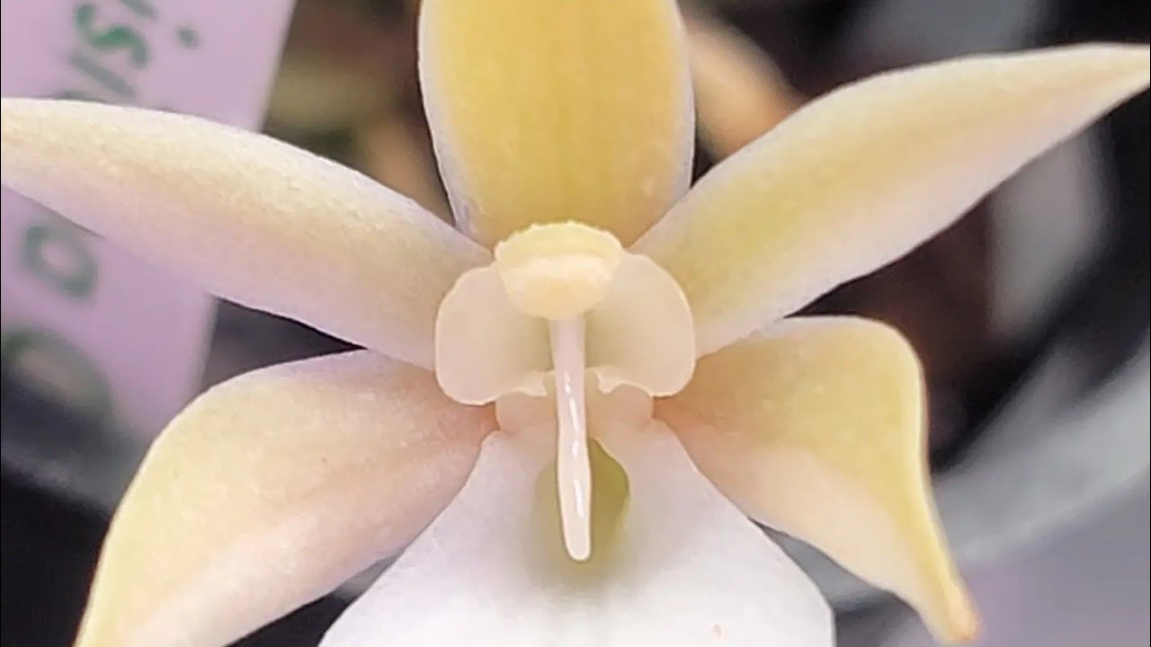 Aerangis punctata Spot light video. Viewer Request Stephen Van Kampen-Lewis.