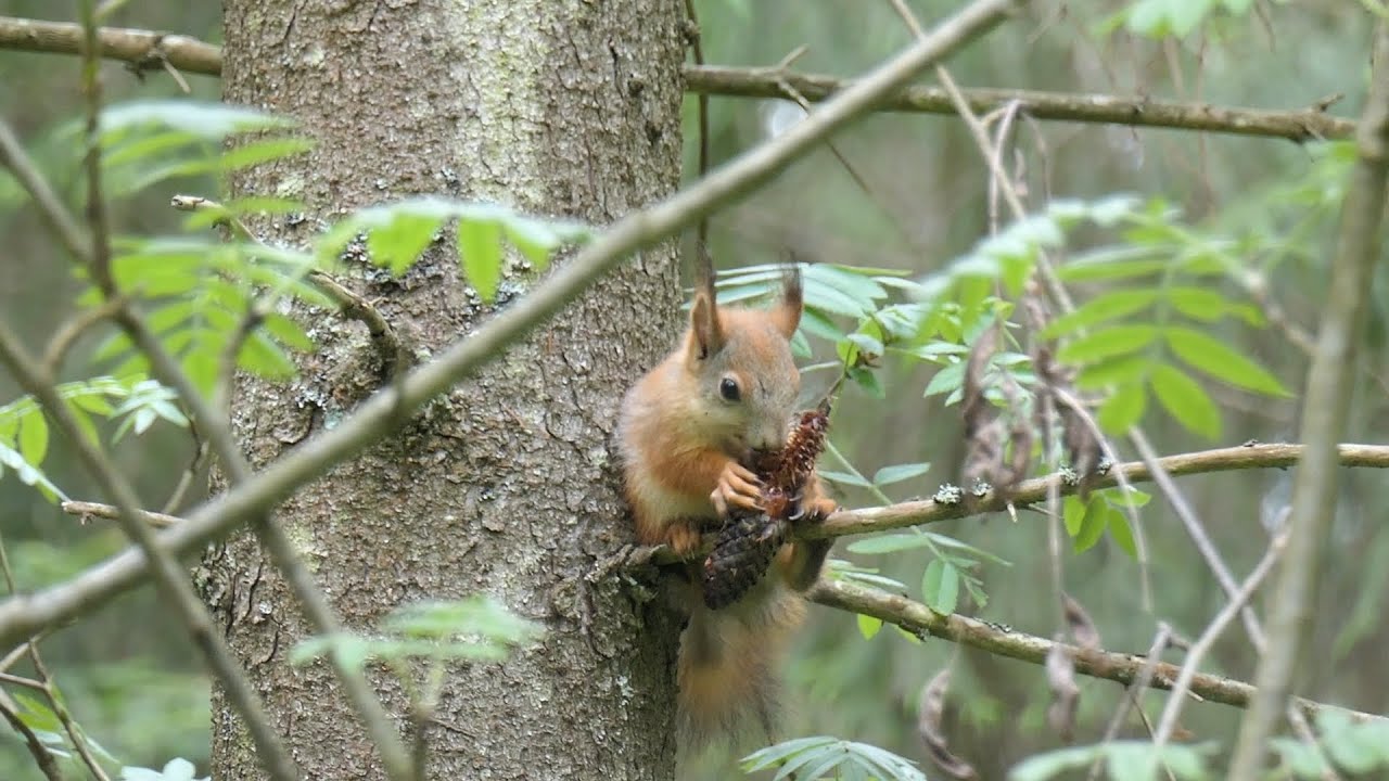 Обыкновенная белка (Sciurus vilgaris) [июнь 2020]