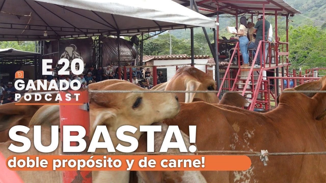 La subasta ganadera que transforma el negocio de carne y doble propósito
