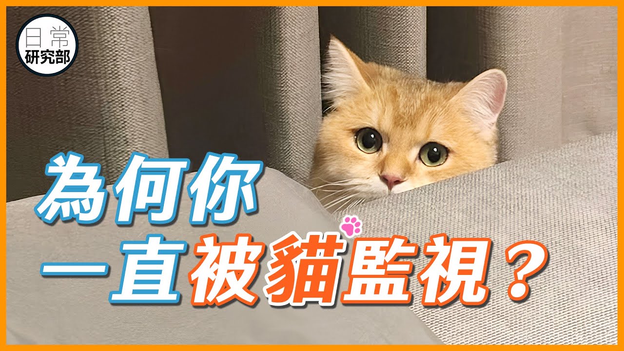 你覺得被貓監控？貓覺得牠是執勤！