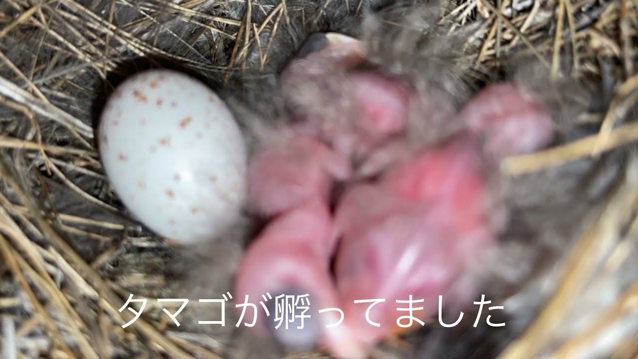 【長期記録】ツバメの巣作りから雛の巣立ちまでをまとめてみた