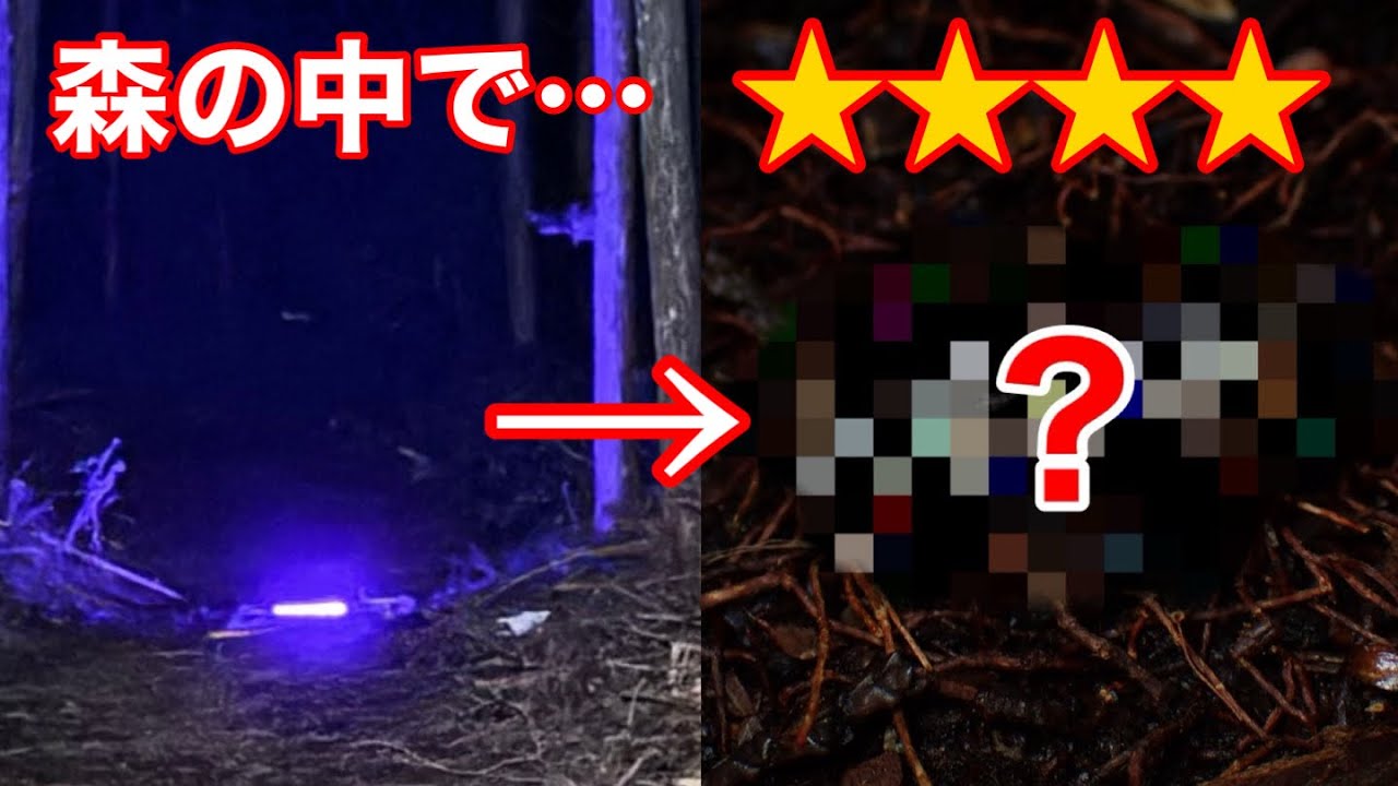 【狙えレア冬夜蛾】春の針葉樹林でブラックライトを放置すると…？