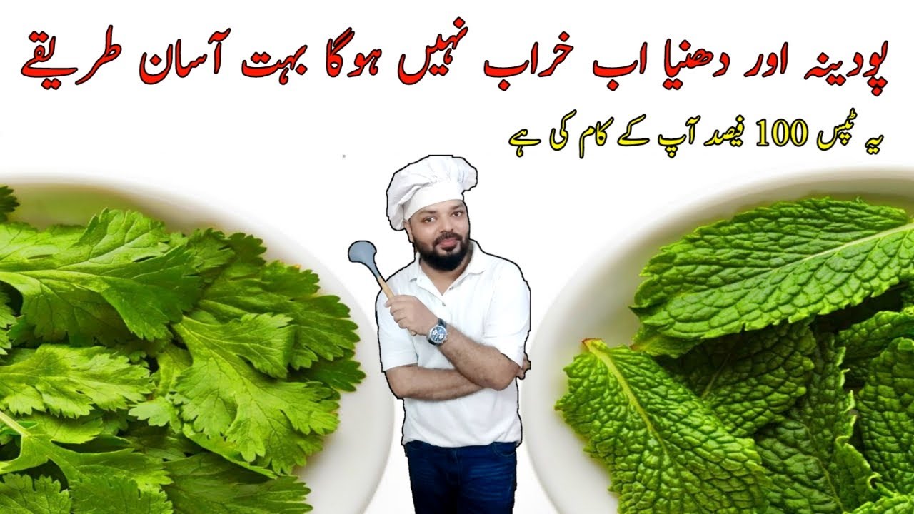 Podina Aur Hara Daina Mehfooz Karne Ka Tarika | How to Save Mint And Coriander Leaves Kitchen Hacks