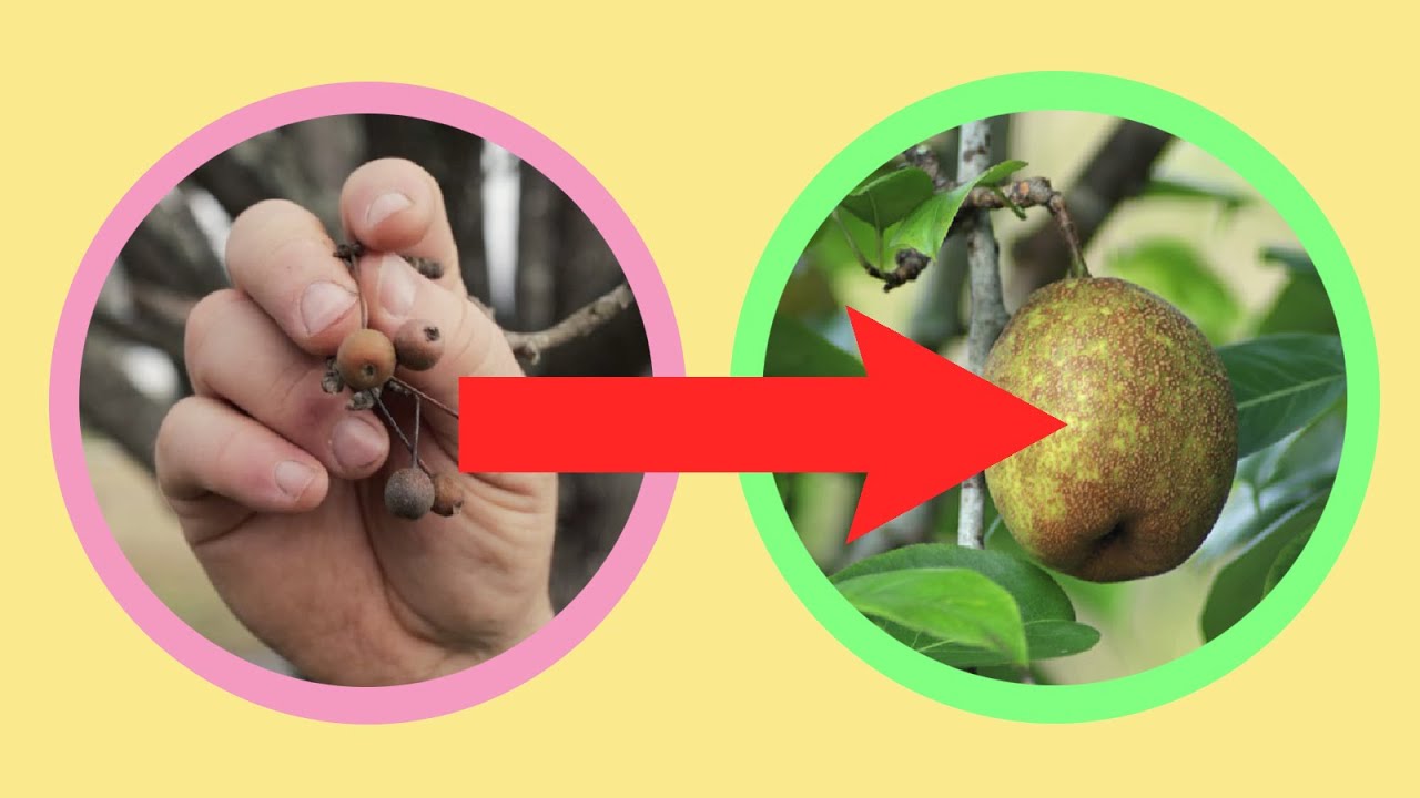 Grafting GREAT Pear Varieties onto Bradford Pear Trees!