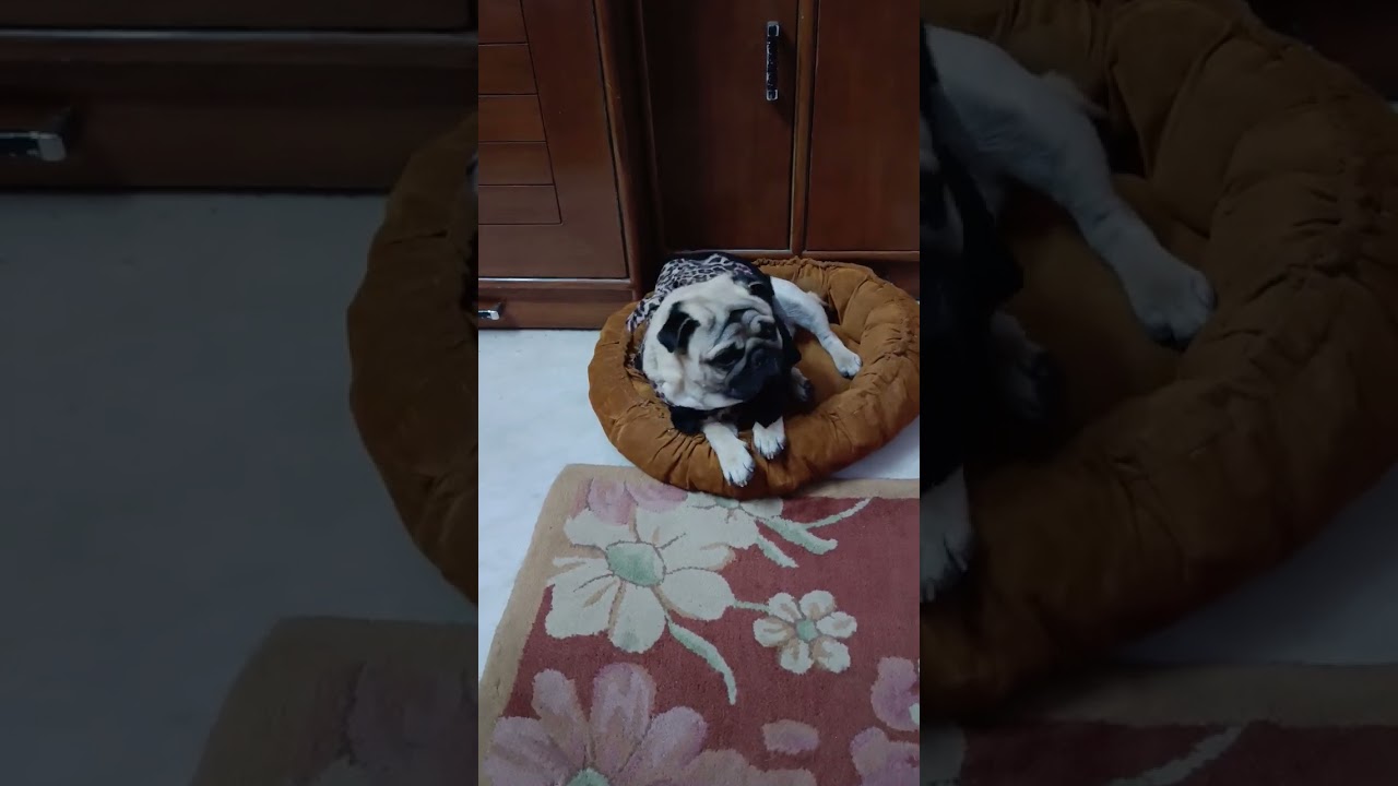 coco pug 