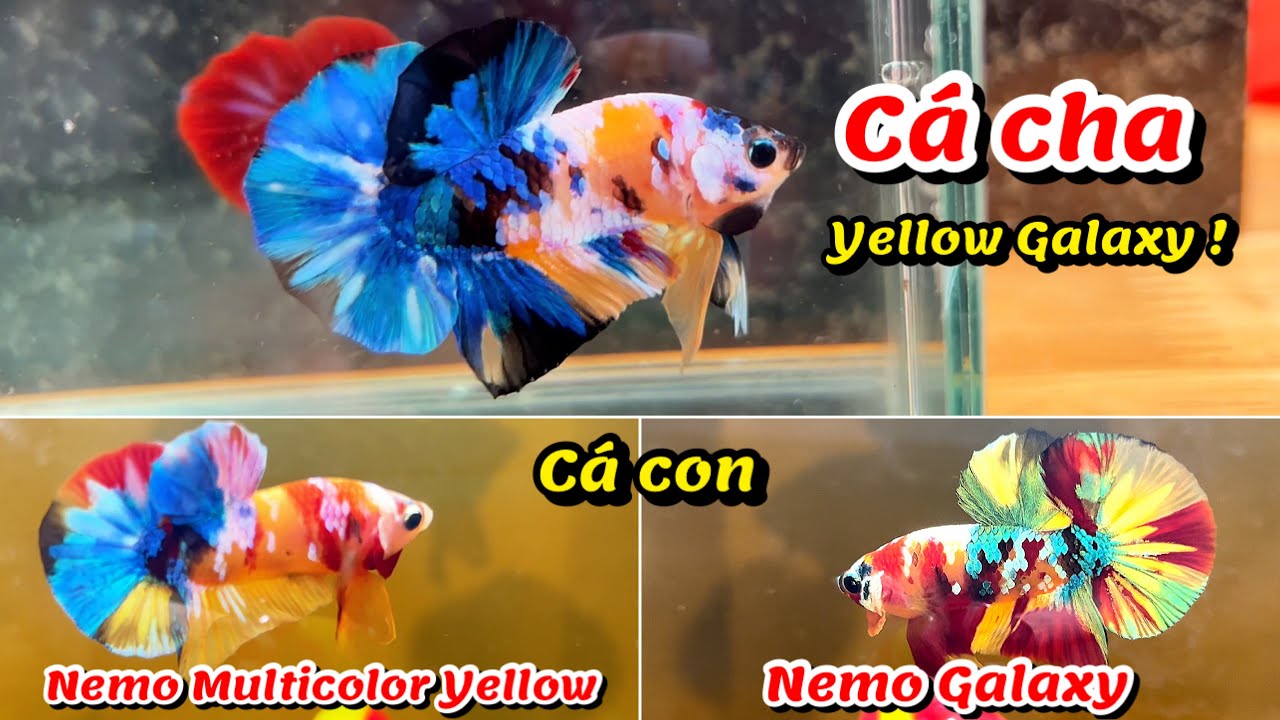 Kết quả lai tạo Betta, YELLOW GALAXY x NEMO GALAXY, cá Betta giống cha hay mẹ | Thanh Hải Betta !