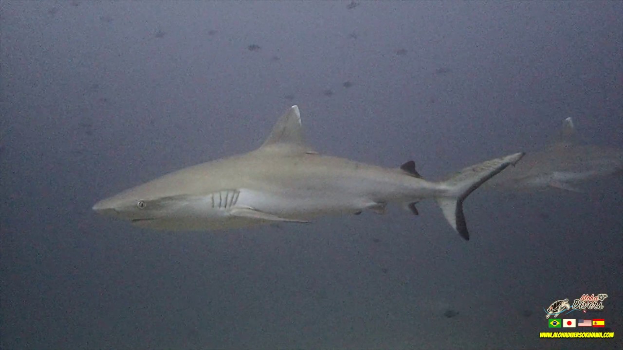 Maldives Liveaboard Trip 2020 - Aloha Divers Okinawa
