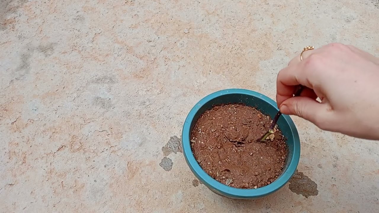 طريقة الاكثار من نبات قطر الندى او حي العلم ناجحة مئة بالمئة