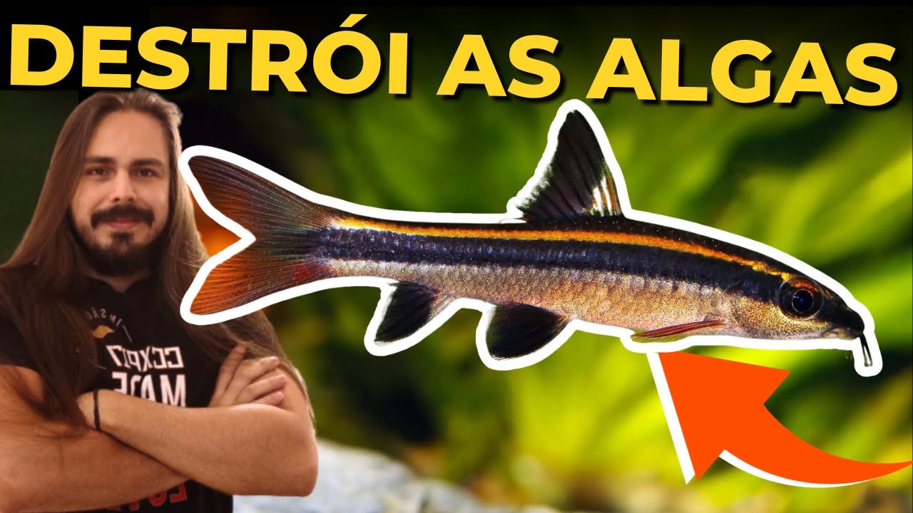 🔴ESSE PEIXE VAI DIZIMAR AS ALGAS DO SEU AQUÁRIO ( FLYING FOX, TUDO SOBRE )|Mr. Betta|