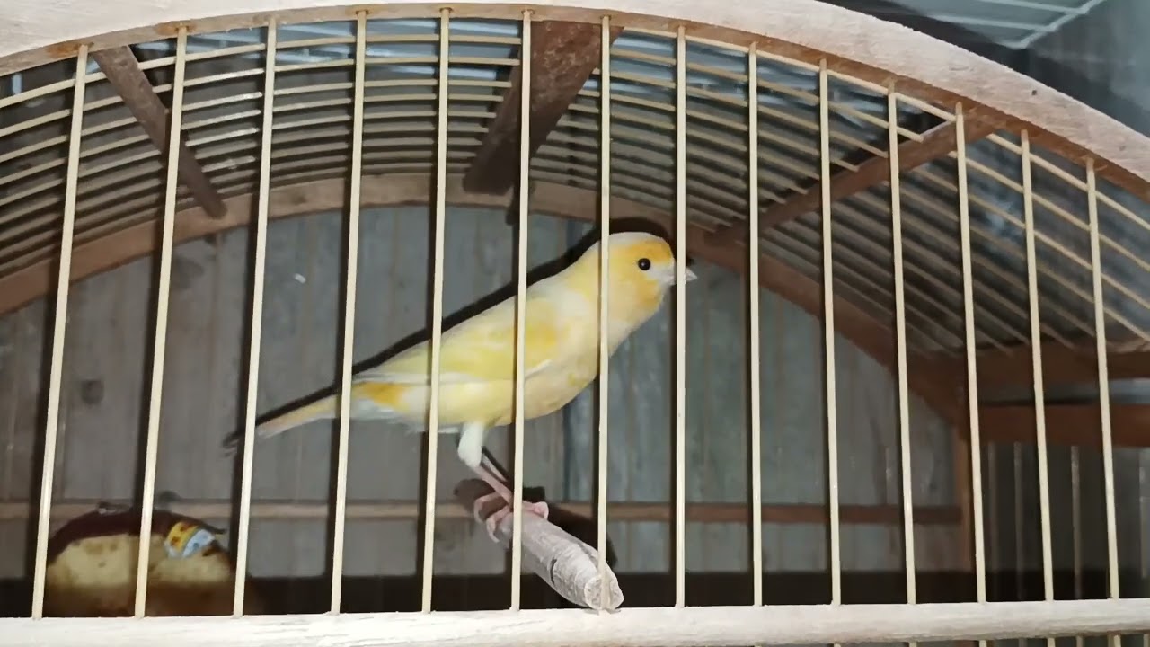 Canáril bombando por Aki 🔥🙏🏻🔥