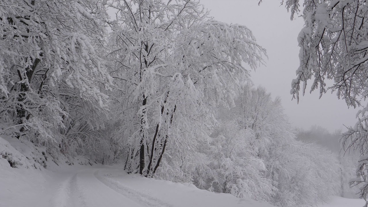Relaxing Snowfall 2 Hours - Sound of Light Wind Breeze and Falling Snow in Forest (Part 2)