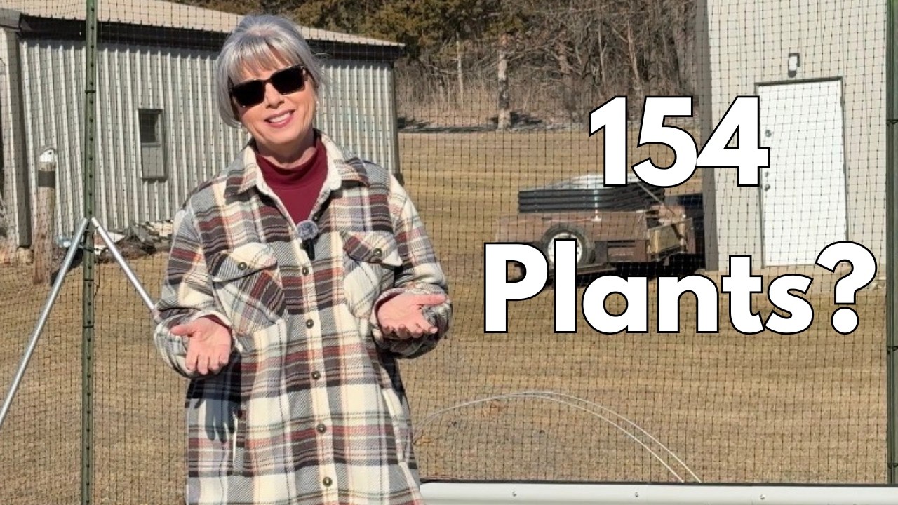 Raised bed garden renovation: replacing wooden beds with metal ones.
