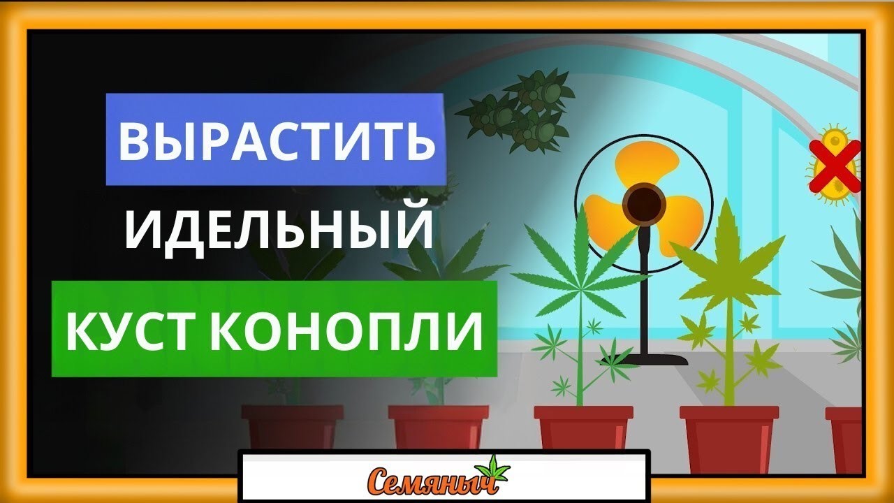 Лучшие советы для успешного выращивания (конопля/каннабис/марихуана)