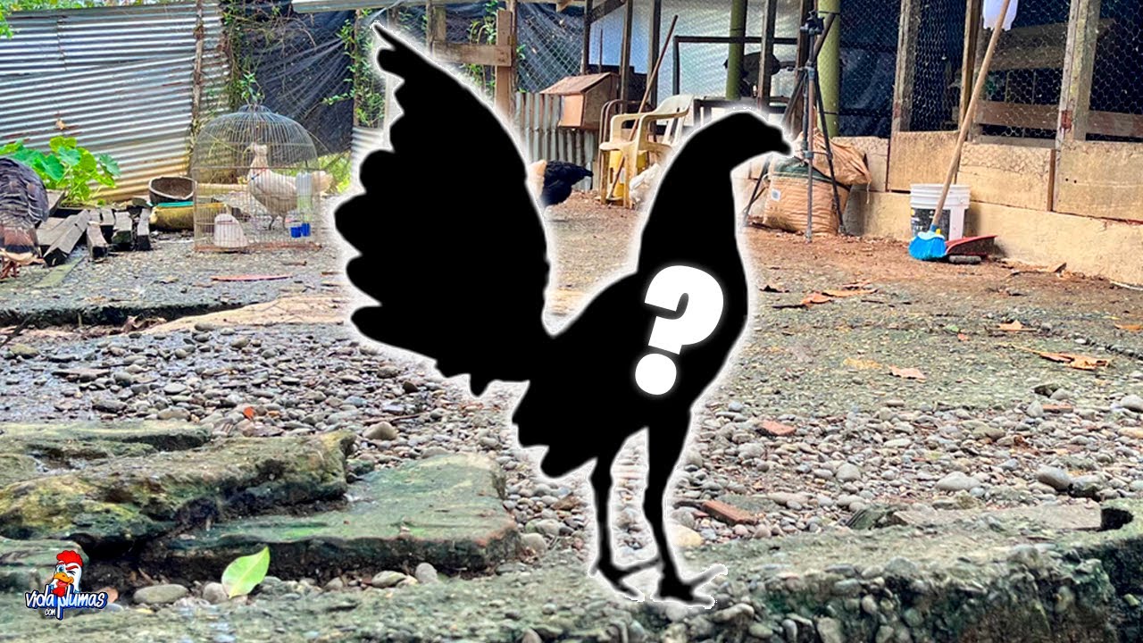 ¡Por FIN! Nuevos Integrantes en el Gallinero 😱