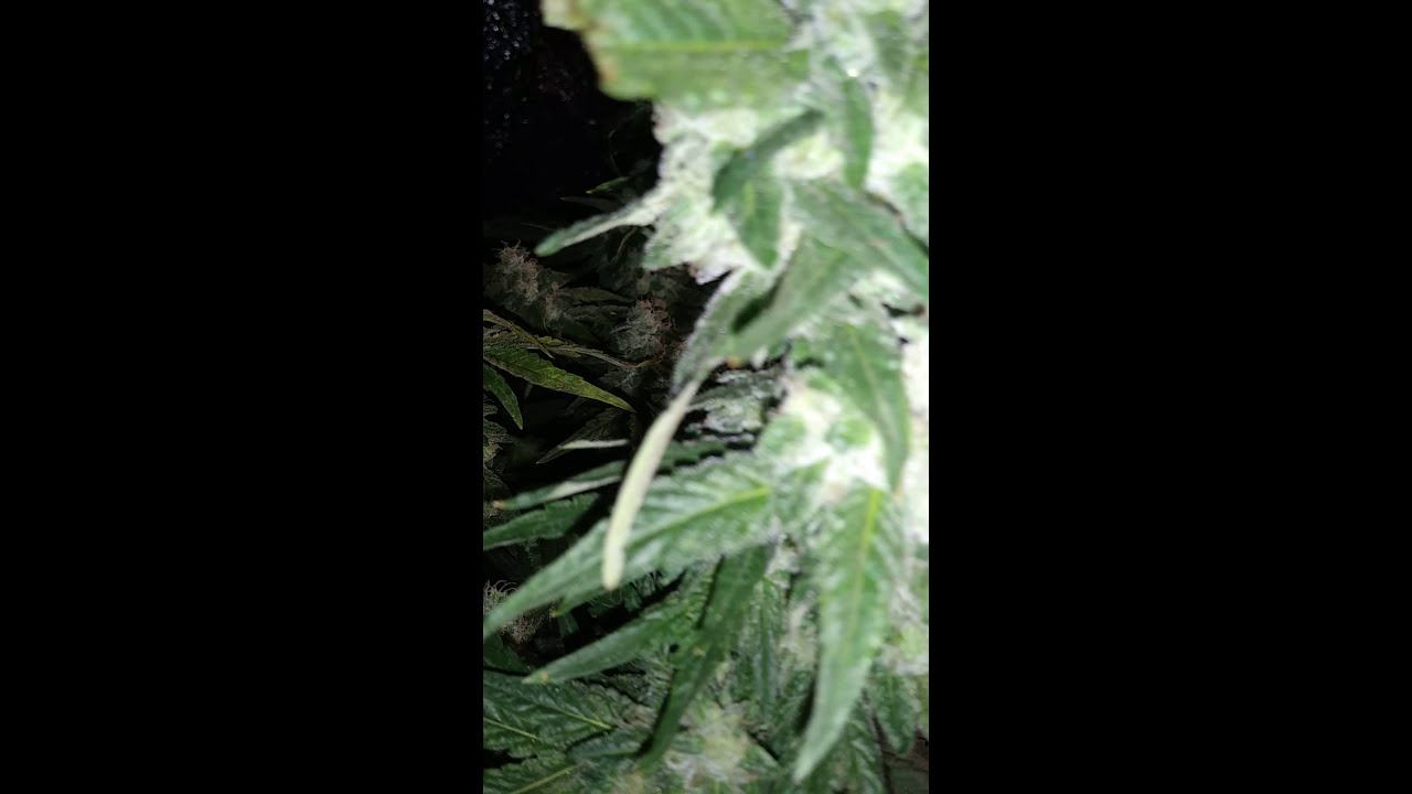 DAY 45 COOKIE WRECK UPDATE