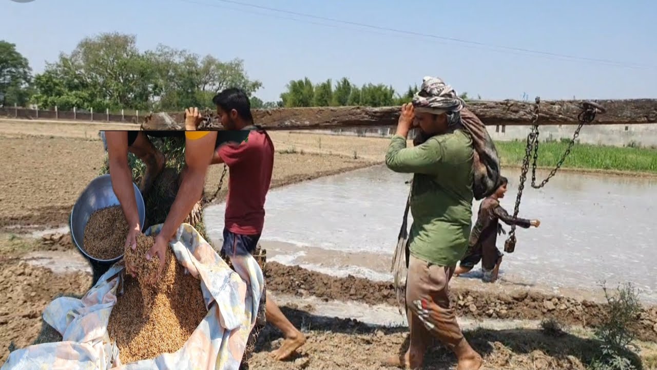 Dhan Ki Paneeri Kasht Karne Ka Tarika // Saqlain Rajput