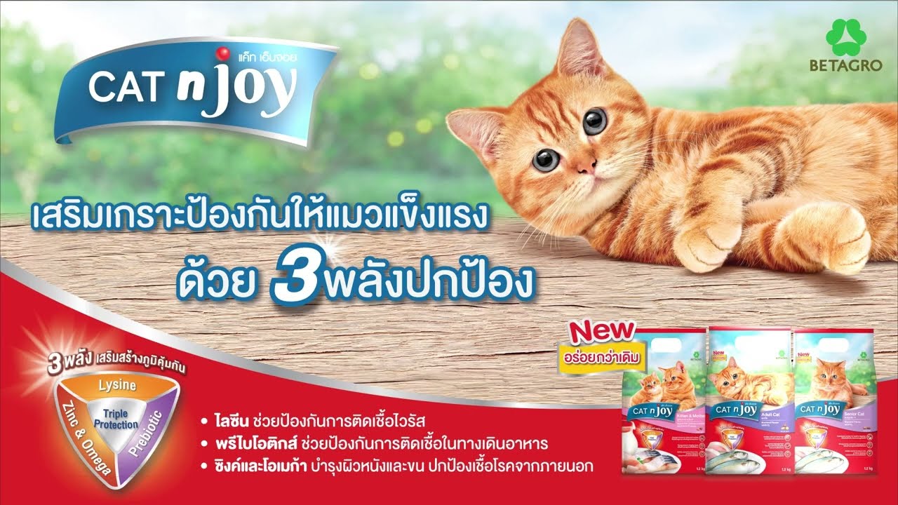 เสริมภูมิคุ้มกันด้วยอาหารจาก CAT n joy ให้น้องเหมียวเล่นสนุกได้อย่างมั่นใจ