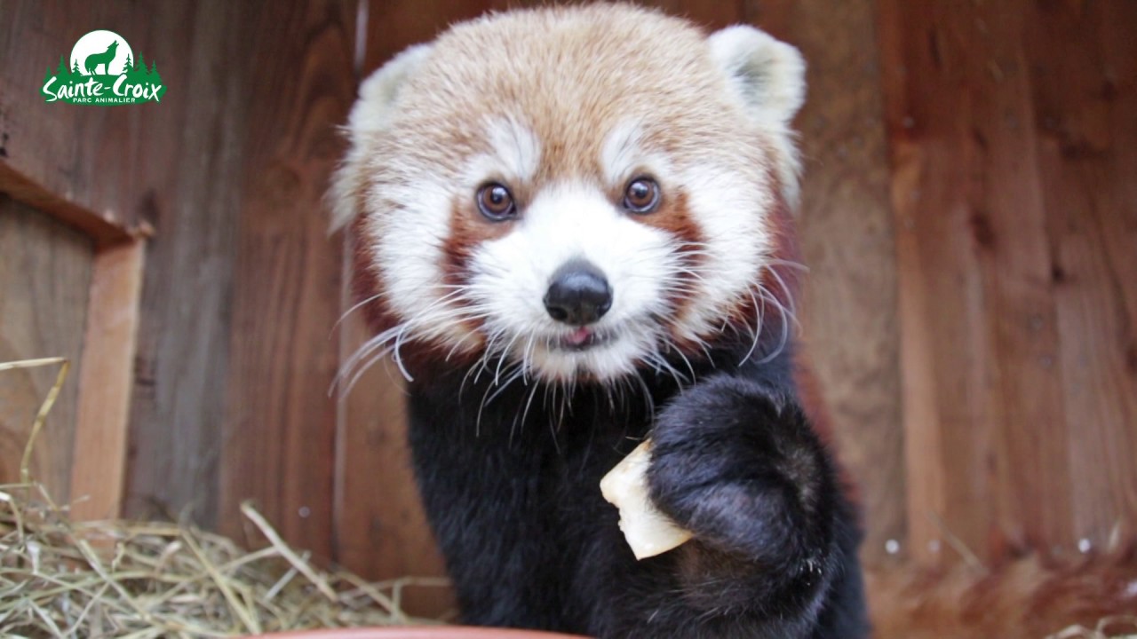 Un panda roux mange une poire, adorable !