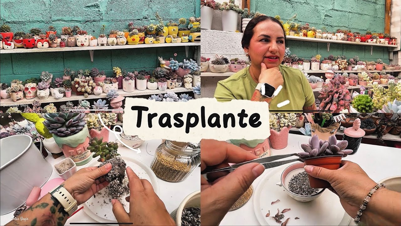 Trasplante  de suculentas 