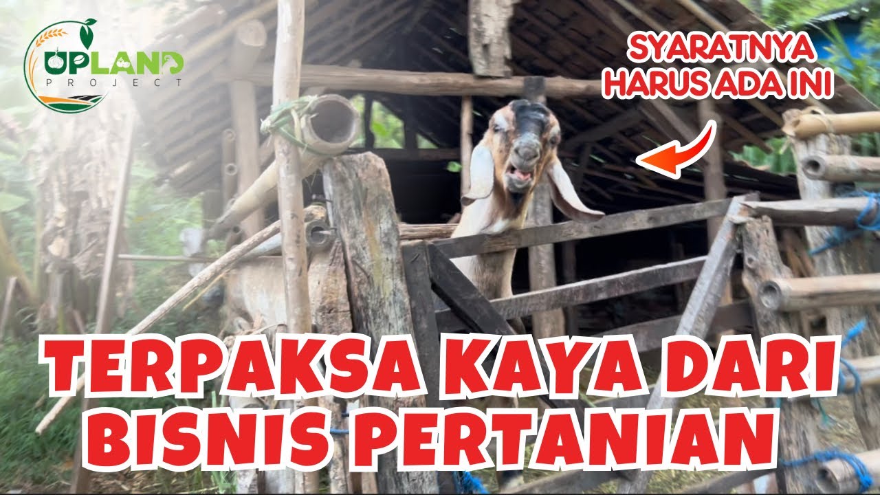 Terapkan Konsep Ini, Buktikan Sendiri Hasilnya!!! Bisnis Integrasi Pertanian | UPLAND Project