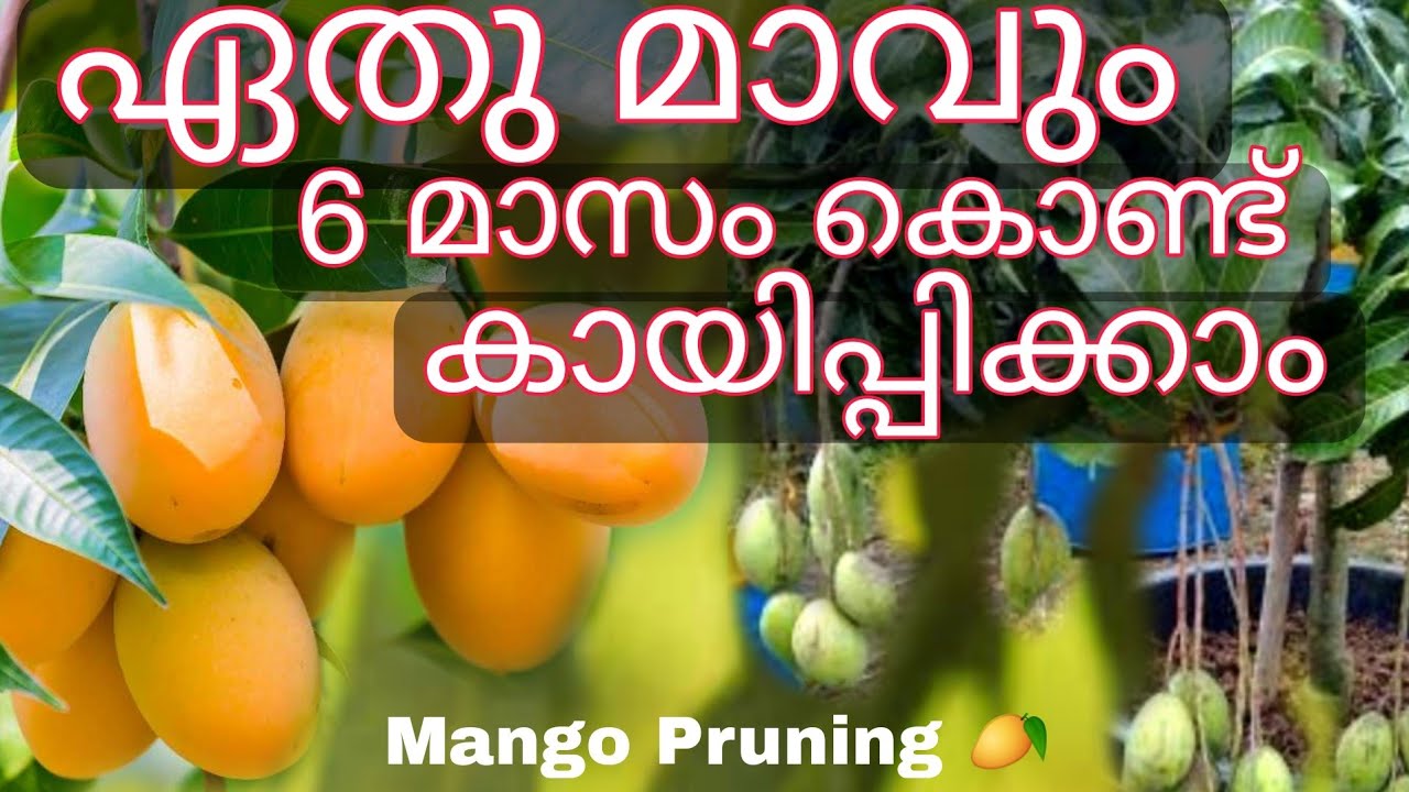 ഏതു മാവും 6 മാസംകൊണ്ട് കായിപ്പിക്കാം /Mango Tree pruning method MIRACLE FARM HOUSE Mob: 9048505848
