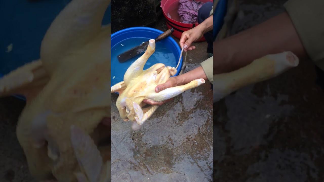 Hướng dẫn thịt g&agrave; mổ moi
