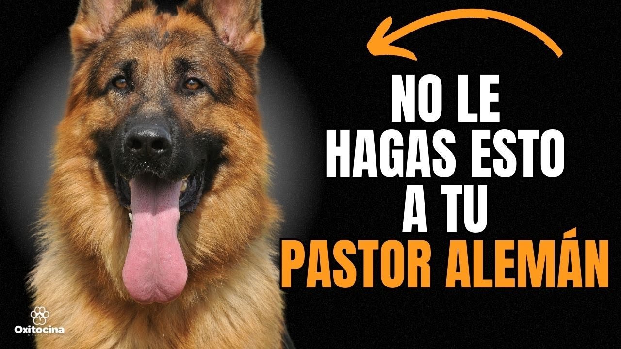 PASTOR ALEMÁN: 7 COSAS QUE NO LE GUSTAN