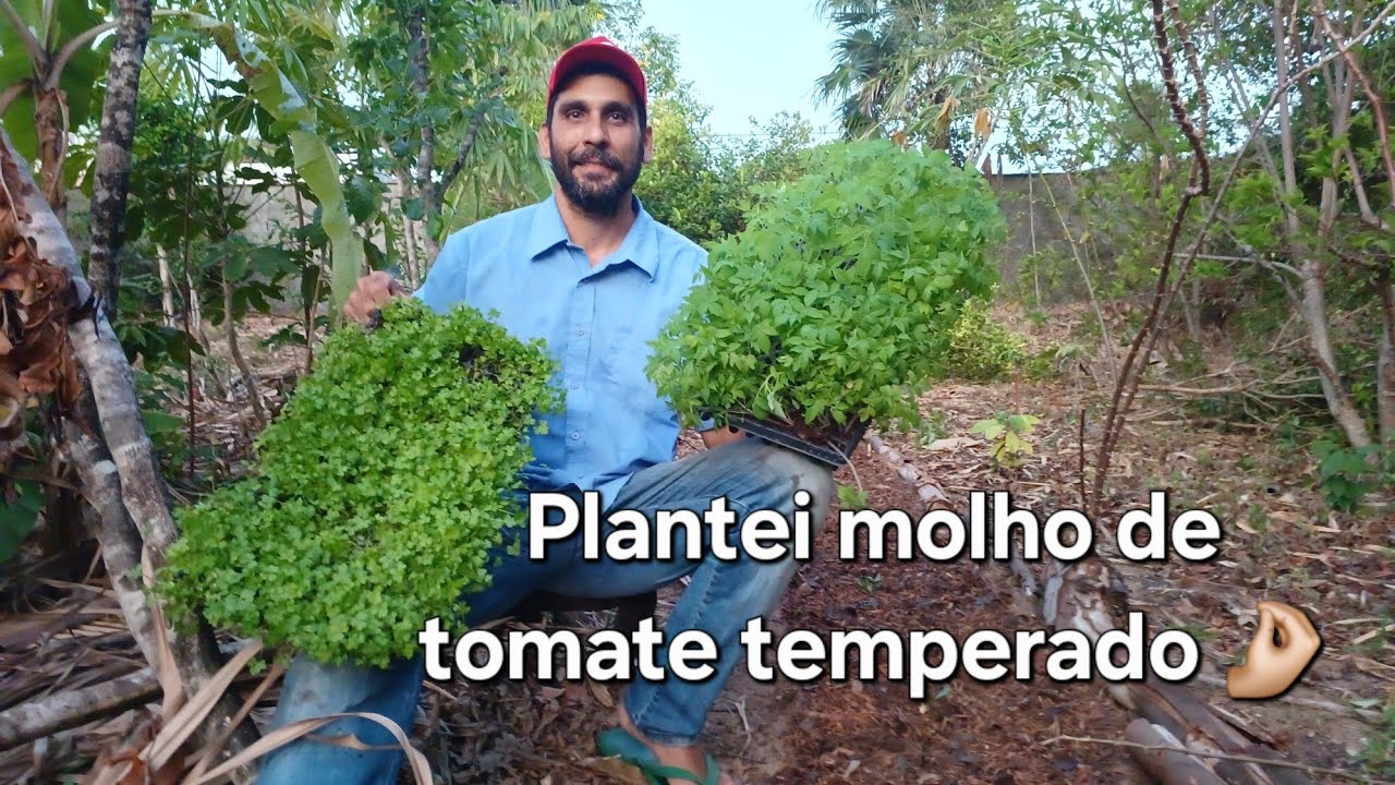 Plantei molho de tomate temperado 🤌🏼