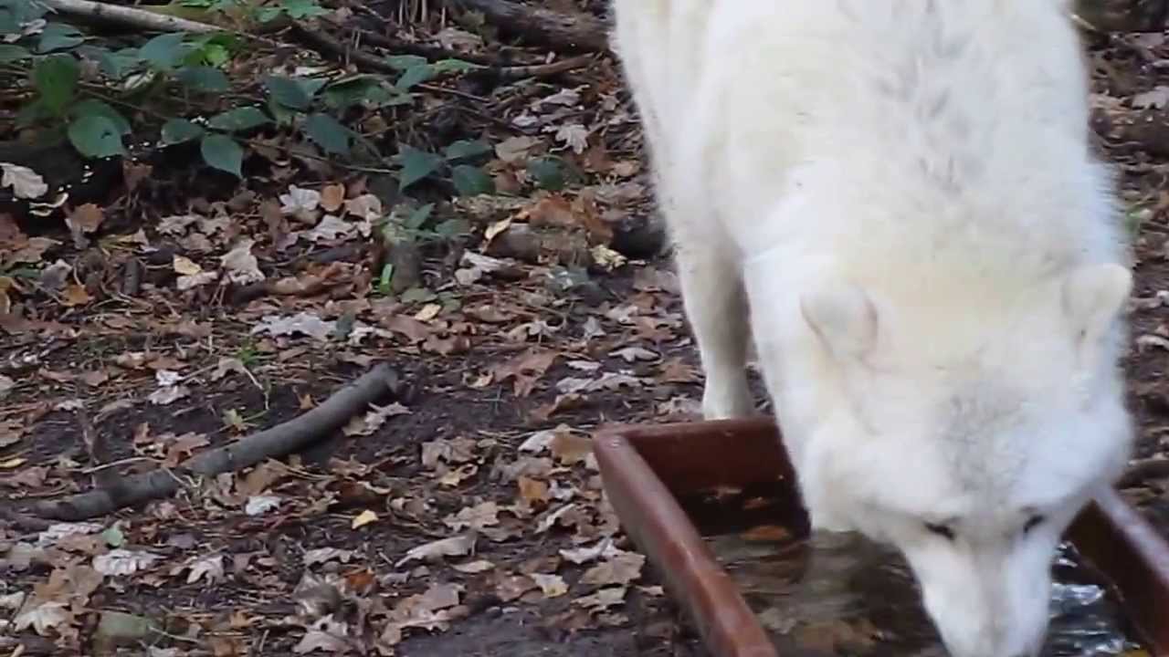 Polarwolf