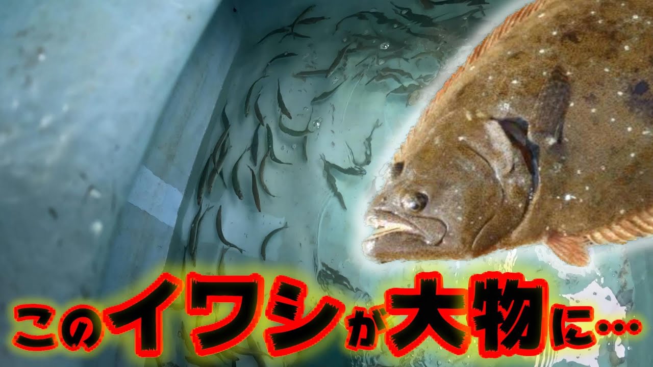 イワシの泳がせ釣りで狙えデカヒラメ‼︎‼︎～女川イワシ五目釣行～