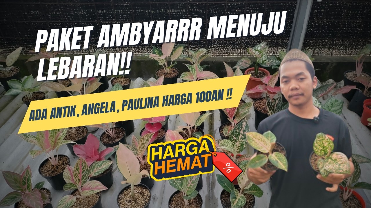 PAKET AMBYARRR MENUJU LEBARAN!! ADA ANTIK, ANGELA, PAULINA HARGA 100AN!!