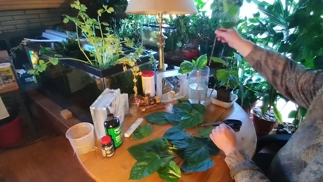 How to propagate Hibiscus plant with fish tanks.