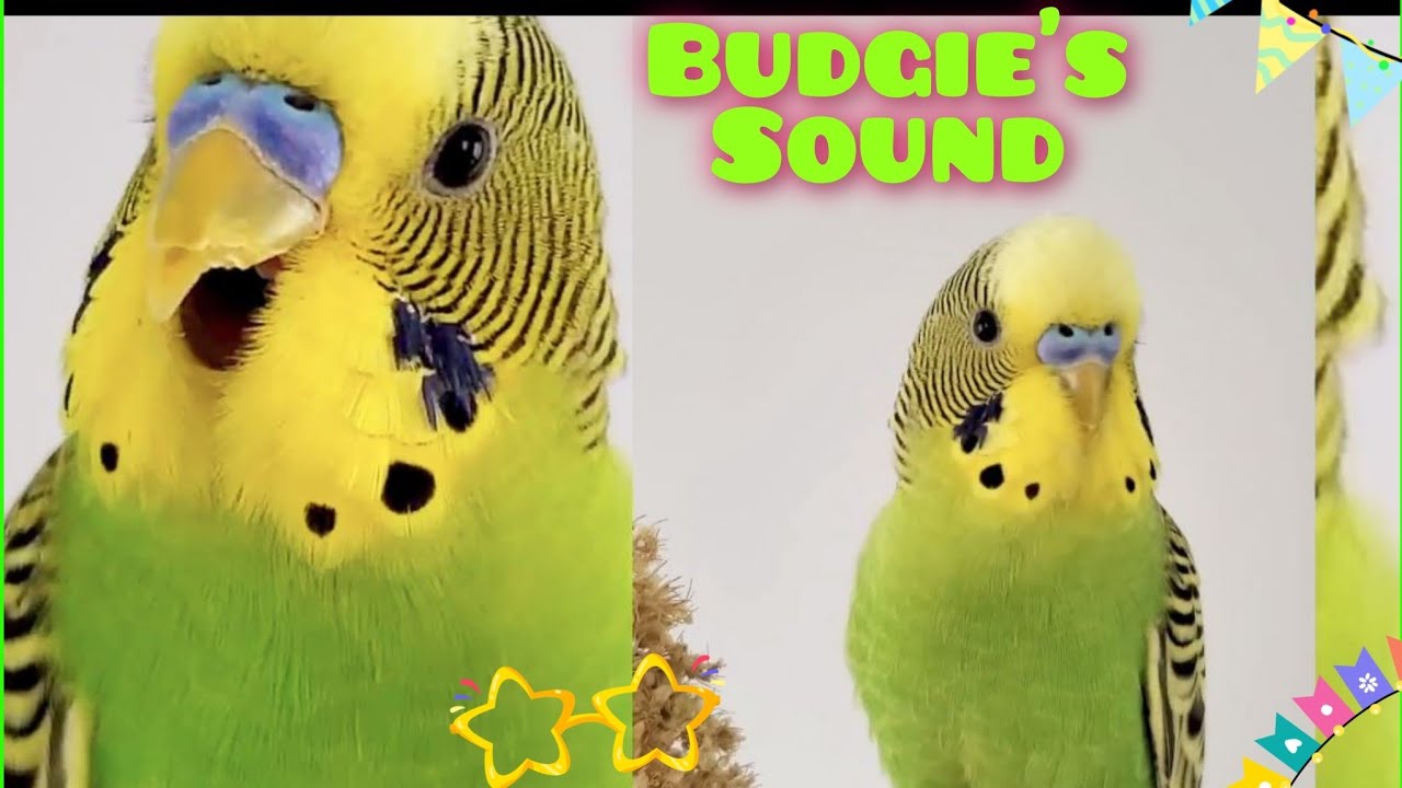 Budgie sound when calling other budgie | Parakeets  sounds for lonely birds
