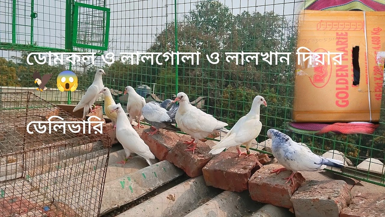 ডোমকল ও লালগোলা ও লালখান দিয়ার 🦅😱 #kabutar #video #pigeon #sale 🔥👍