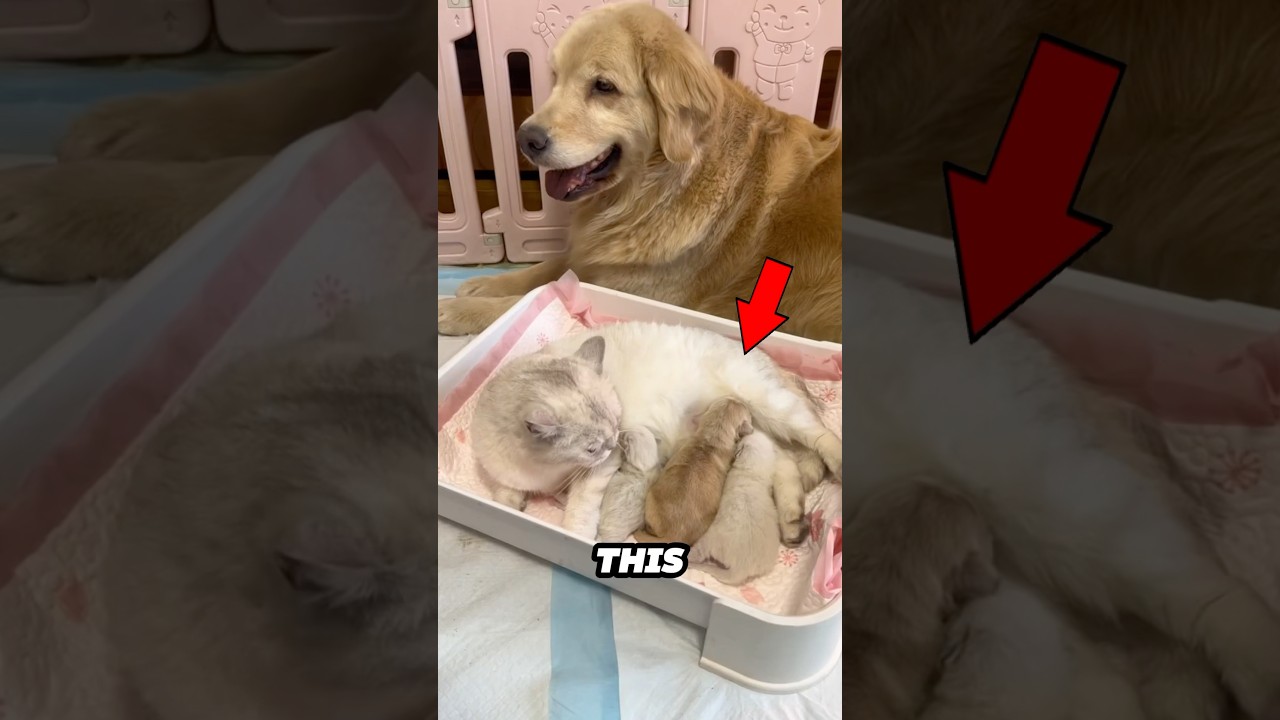This cat adopts a golden puppy as her own ❤️