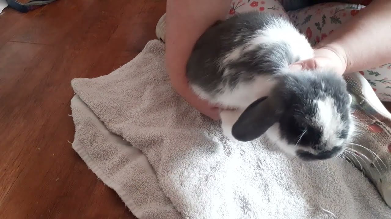Handling Your Rabbit - How To Pick Up Your Rabbits | Tips for Safe Rabbit Care