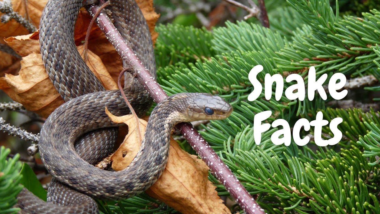 Unbelievable Snake Facts That Will Blow Your Mind