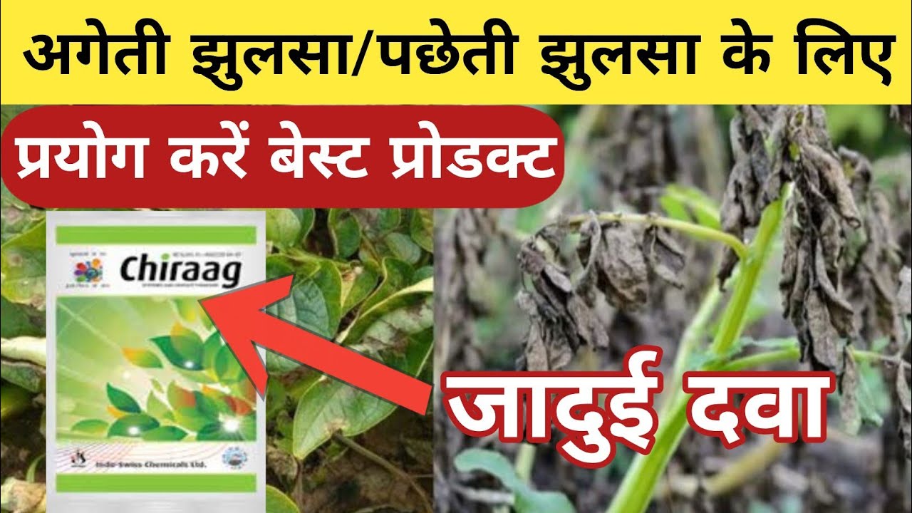 आलू में झुलसा रोग की दवा । aalu me jhulsa rog ki dava | aalu me lagne wale rog