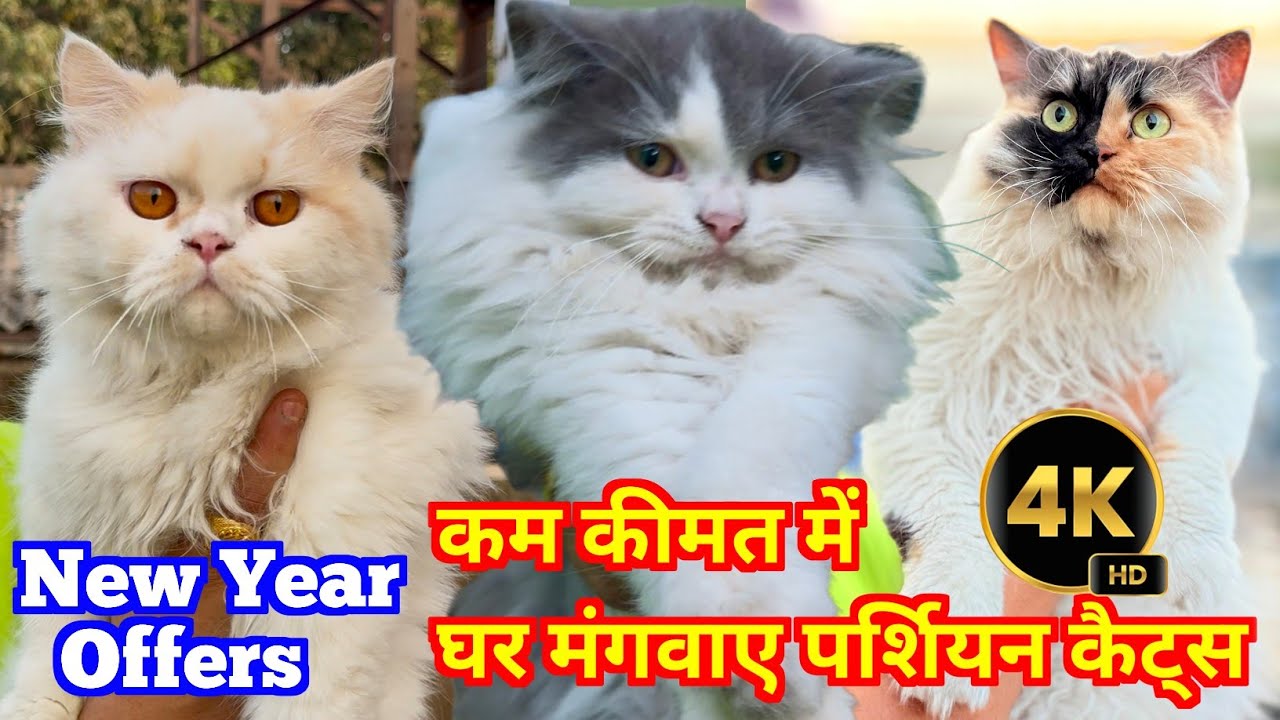 Persian Cat Sell in Low Price. Cat Market in Kolkata. Kolkata Cat Market.