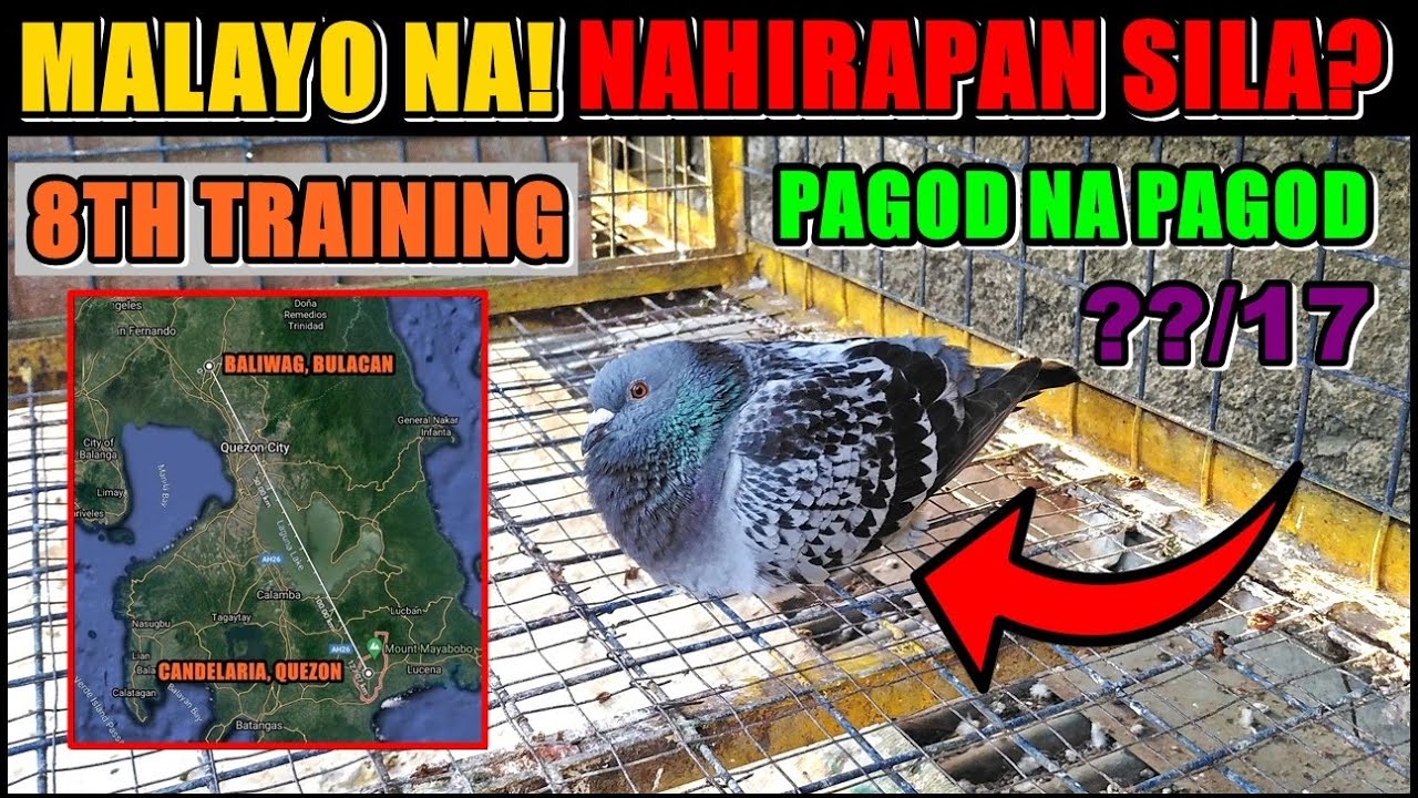 PALAYO NA NG PALAYO ANG TRAINING NG KALAPATI NATIN! 8TH CLUB TRAINING CANDELARIA, QUEZON ARRIVAL