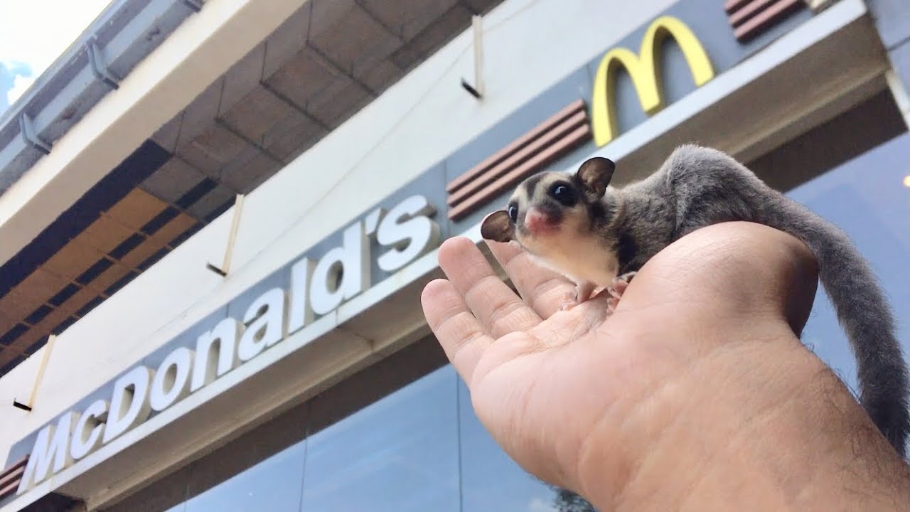 took my Sugar Gliders to McDonald's