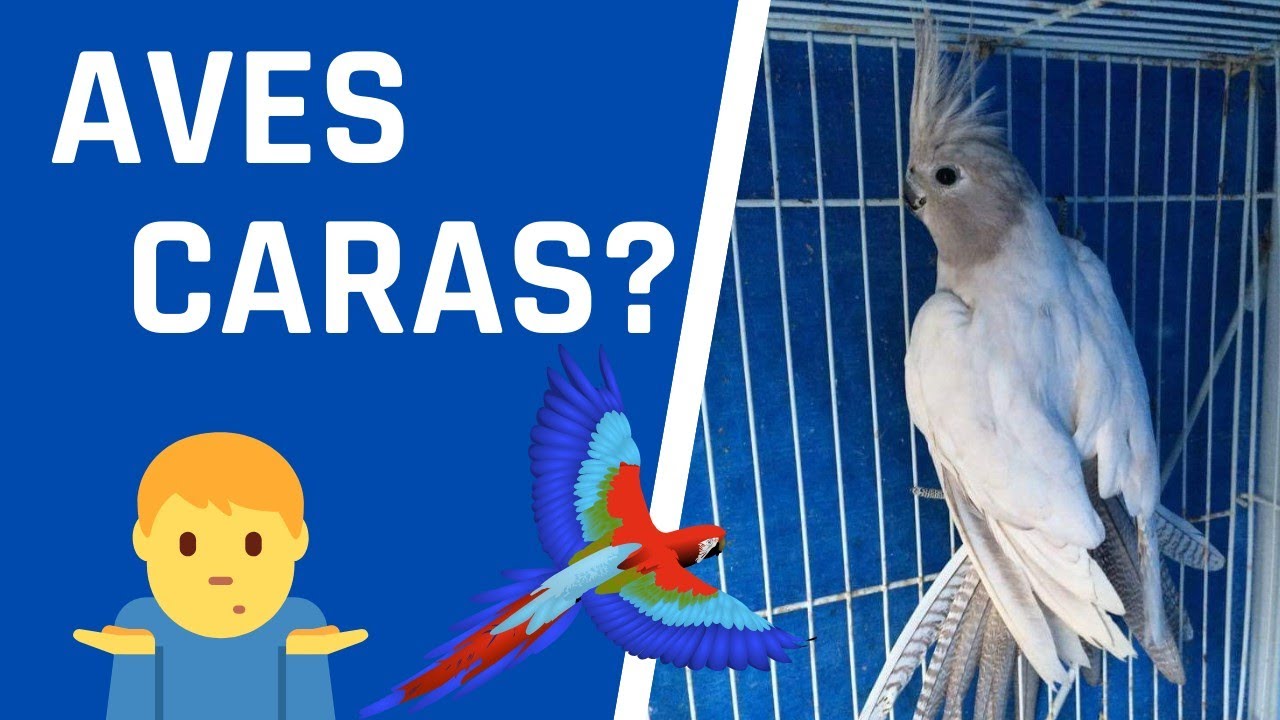 AVES E SEUS VALORES - SAIBA O PORQUE QUE ALGUMAS AVES SÃO MAIS CARAS QUE AS OUTRAS