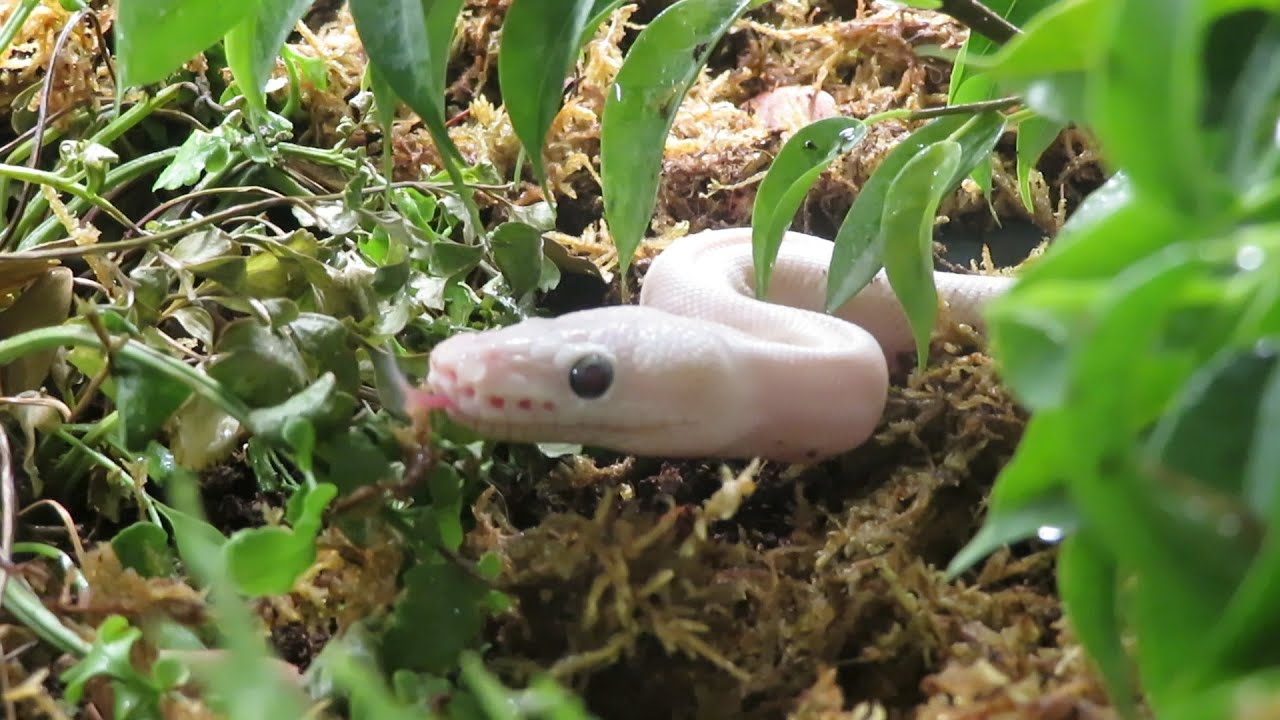 COME CREARE un terrario BIOATTIVO