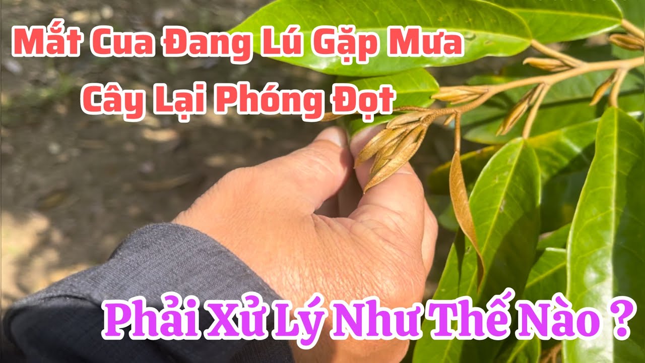Mắc Cua Đang Lú Gặp Mưa Cây Phóng Đọt Và Cách Xử Lý | Kỹ Thuật Nông Nghiệp