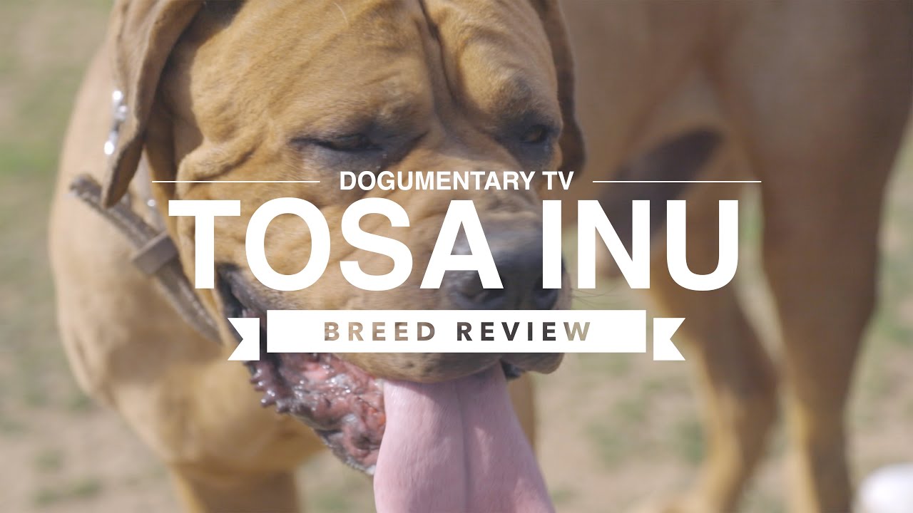 TOSA INU BREED REVIEW