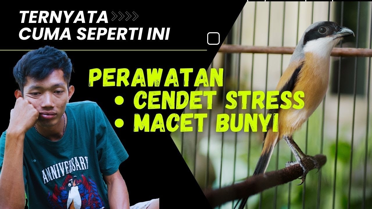 Perawatan Cendet STRESS Atau Macet Bunyi