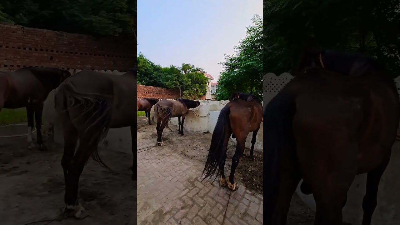 Good morning horse video ghode ghory ghora #youtubeshorts #viralvideo #video #reels  #viralshort