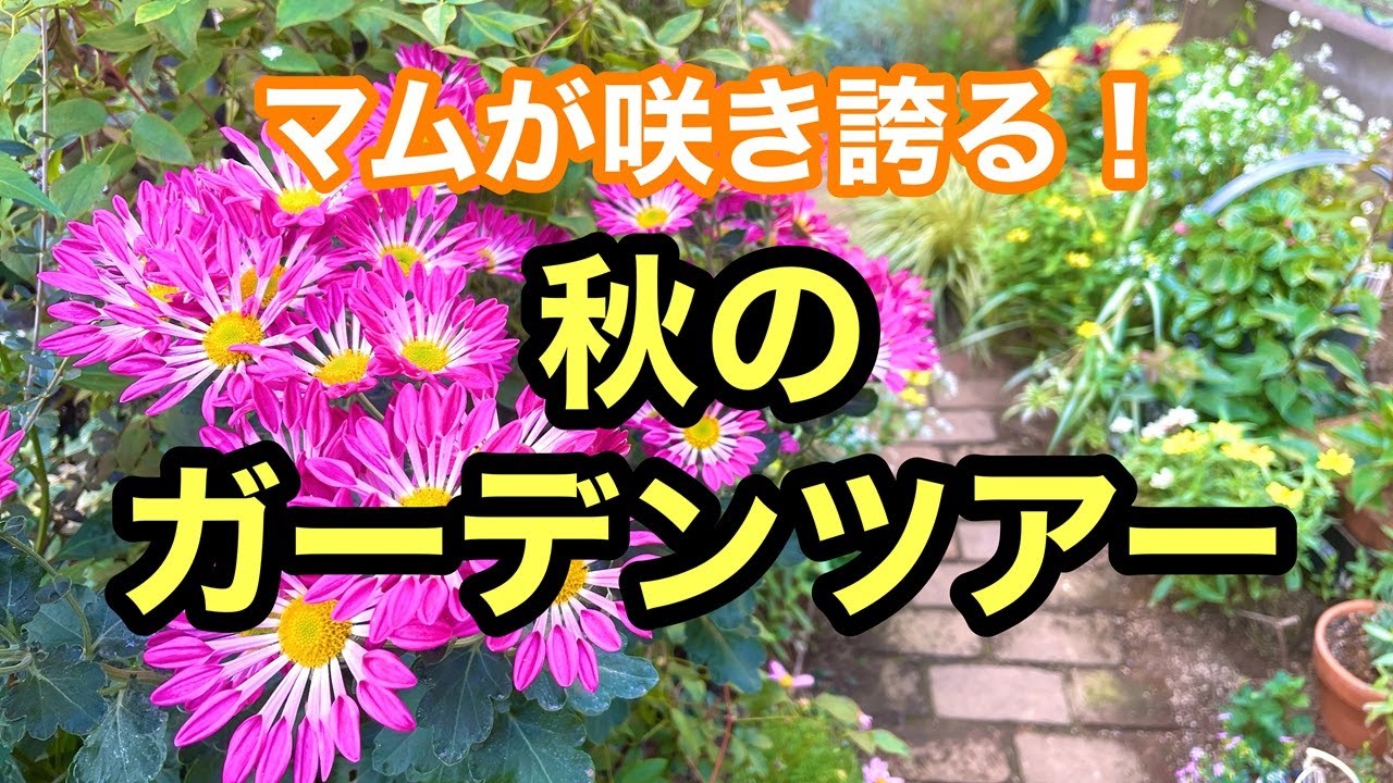 【ガーデニングを楽しもう！】宿根草と１年草のコラボレーションガーデン。彩を増した華やかな秋のガーデンをご覧ください。#gardening #ガーデニング #flowers #garden #花