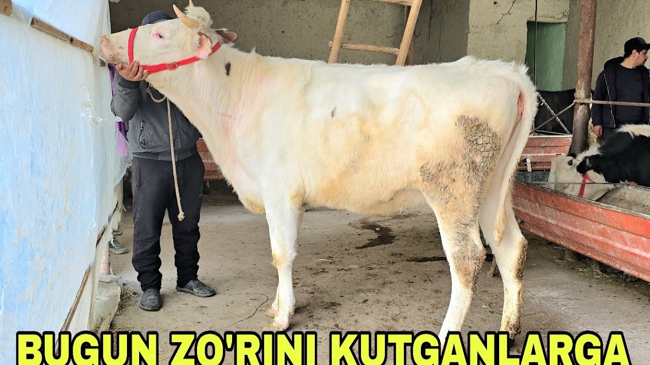 Azizbek va Boburjon ukamizdan yangi partiya bugun go'zallarini kutganlar uchun 2 марта 2026 г.